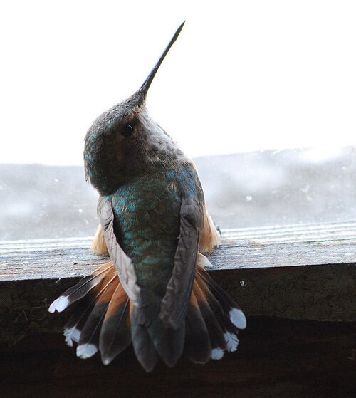 Il colibrì